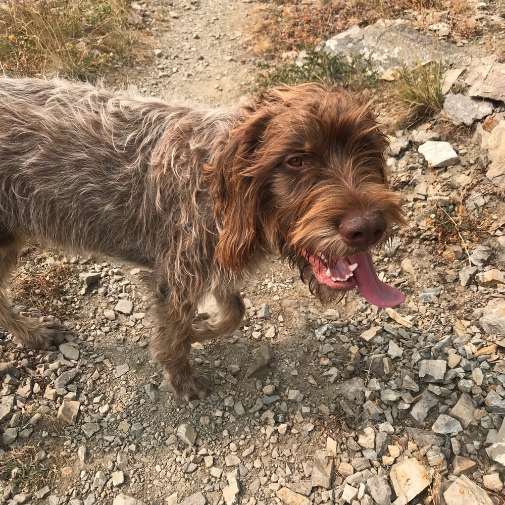 Meet your Posher, Sadie